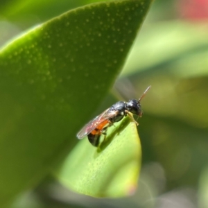 Hylaeus (Prosopisteron) littleri at Yarralumla, ACT - 17 Nov 2021