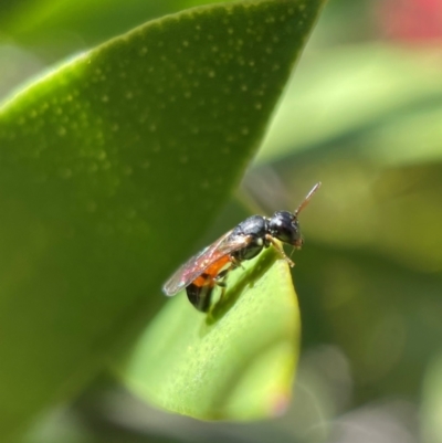 Hylaeus (Prosopisteron) littleri (Hylaeine colletid bee) at Yarralumla, ACT - 17 Nov 2021 by PeterA