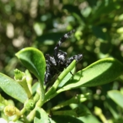 Sandalodes scopifer at Googong, NSW - 16 Nov 2021 01:43 PM