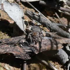 Maratus vespertilio (Bat-like peacock spider) at Googong, NSW - 17 Nov 2021 by Wandiyali