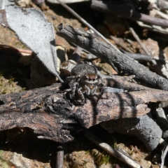 Maratus vespertilio at Googong, NSW - 17 Nov 2021