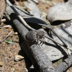 Maratus vespertilio at Googong, NSW - suppressed