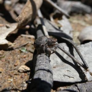 Maratus vespertilio at Googong, NSW - suppressed