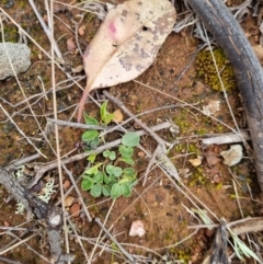 Zornia dyctiocarpa var. dyctiocarpa (Zornia) at Watson, ACT - 15 Nov 2021 by EmilySutcliffe