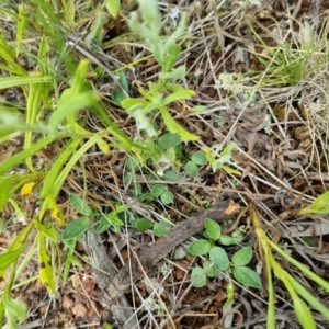 Zornia dyctiocarpa var. dyctiocarpa at Watson, ACT - 15 Nov 2021