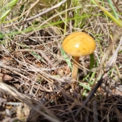 Psilocybe sp. at Jerrabomberra, ACT - 15 Nov 2021 by EmilySutcliffe