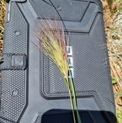 Aristida behriana (Bunch Wiregrass) at Jerrabomberra, ACT - 17 Nov 2021 by EmilySutcliffe