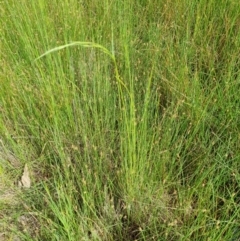 Amphibromus sp. (Swamp Wallaby Grass) at Harrison, ACT - 10 Nov 2021 by EmilySutcliffe