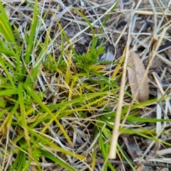 Carex aff. inversa (Small Knob Sedge) at The Pinnacle - 26 Oct 2021 by EmilySutcliffe