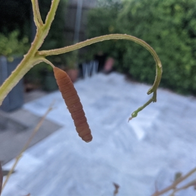 Unverified Moth (Lepidoptera) at  - suppressed by chriselidie