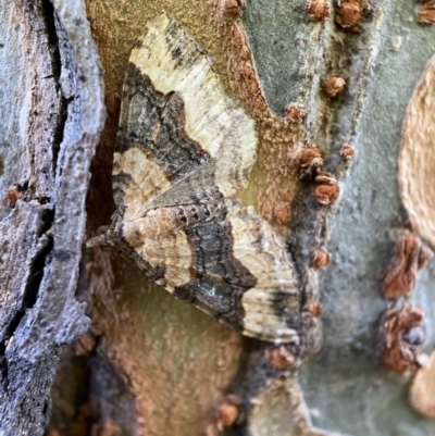 Epyaxa subidaria (Subidaria Moth) at Jerrabomberra, NSW - 17 Nov 2021 by SteveBorkowskis