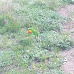 Polytelis swainsonii (Superb Parrot) at Throsby, ACT - 19 Sep 2021 by chriselidie