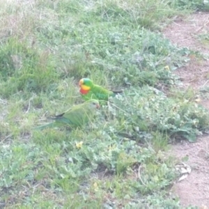 Polytelis swainsonii at Throsby, ACT - suppressed