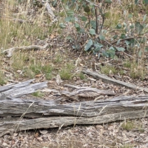 Burhinus grallarius at Forde, ACT - 10 Feb 2021