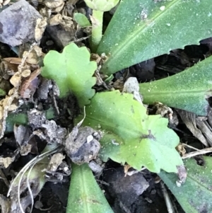 Solenogyne dominii at Lyneham, ACT - 16 Nov 2021