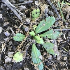 Solenogyne dominii at Lyneham, ACT - 16 Nov 2021