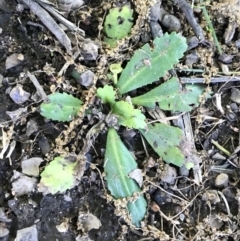 Solenogyne dominii at Lyneham, ACT - 16 Nov 2021