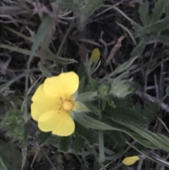 Potentilla recta (Sulphur Cinquefoil) at Garran, ACT - 17 Nov 2021 by Tapirlord