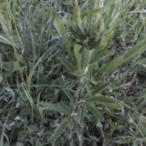 Potentilla recta at Garran, ACT - 17 Nov 2021