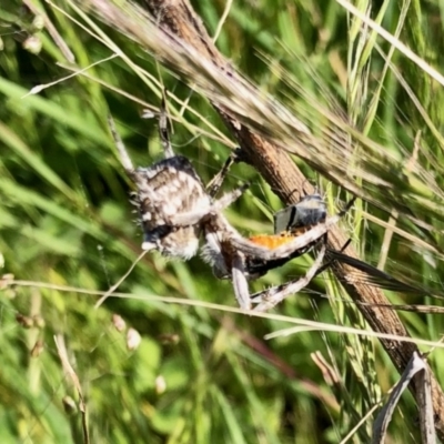 Backobourkia sp. (genus) (An orb weaver) at Molonglo Valley, ACT - 17 Nov 2021 by KMcCue