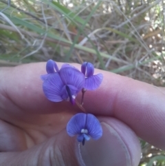 Swainsona monticola at Stromlo, ACT - 17 Nov 2021