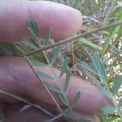 Swainsona monticola at Stromlo, ACT - 17 Nov 2021