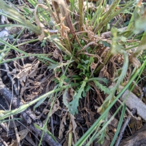 Brachyscome diversifolia var. diversifolia at Watson, ACT - 17 Nov 2021 04:27 PM