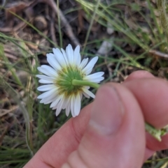 Brachyscome diversifolia var. diversifolia at Watson, ACT - 17 Nov 2021 04:27 PM