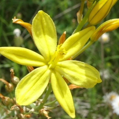 Bulbine bulbosa (Golden Lily) at Campbell, ACT - 11 Nov 2021 by JanetRussell