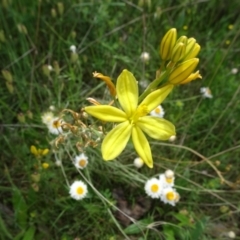 Bulbine bulbosa at Campbell, ACT - 11 Nov 2021 11:15 AM