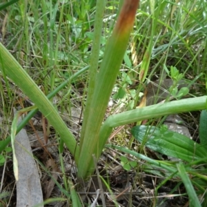 Bulbine bulbosa at Campbell, ACT - 11 Nov 2021 11:15 AM