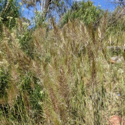 Austrostipa densiflora (Foxtail Speargrass) at Watson, ACT - 17 Nov 2021 by WalterEgo