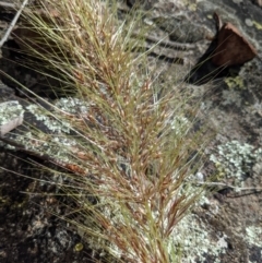 Austrostipa densiflora at Watson, ACT - 17 Nov 2021