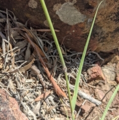 Austrostipa densiflora at Watson, ACT - 17 Nov 2021