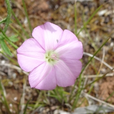 Convolvulus angustissimus subsp. angustissimus (Australian Bindweed) at Campbell, ACT - 11 Nov 2021 by JanetRussell