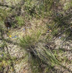 Rytidosperma pallidum at Hackett, ACT - 17 Nov 2021