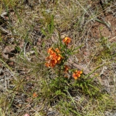 Dillwynia sericea at Hackett, ACT - 17 Nov 2021