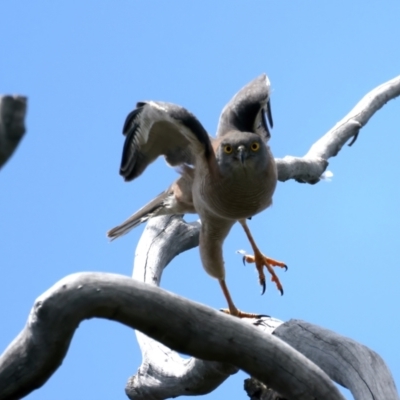 Tachyspiza fasciata (Brown Goshawk) at Pialligo, ACT - 17 Nov 2021 by jb2602