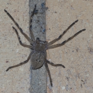 Neosparassus calligaster at Higgins, ACT - 12 Nov 2021 09:11 PM