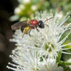 Lasioglossum (Callalictus) callomelittinum (Halictid bee) at ANBG - 17 Nov 2021 by PeterA