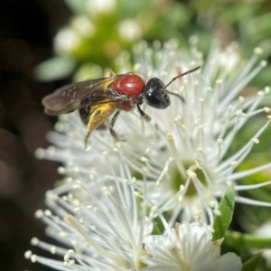 Lasioglossum (Callalictus) callomelittinum at Acton, ACT - 17 Nov 2021 02:05 PM