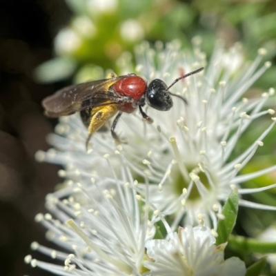 Lasioglossum (Callalictus) callomelittinum (Halictid bee) at Acton, ACT - 17 Nov 2021 by PeterA