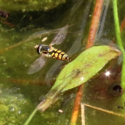 Simosyrphus grandicornis (Common hover fly) at Gordon, ACT - 17 Nov 2021 by RodDeb