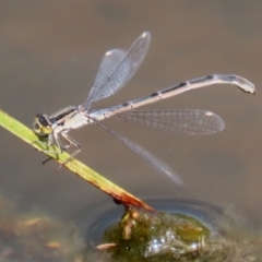 Ischnura heterosticta (Common Bluetail Damselfly) at Gordon Pond - 17 Nov 2021 by RodDeb