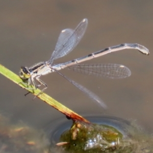 Ischnura heterosticta at Gordon, ACT - 17 Nov 2021