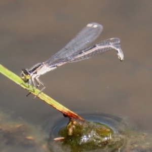 Ischnura heterosticta at Gordon, ACT - 17 Nov 2021