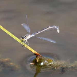 Ischnura heterosticta at Gordon, ACT - 17 Nov 2021