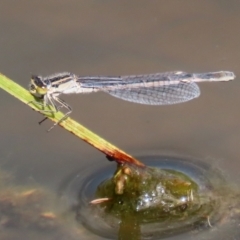 Ischnura heterosticta at Gordon, ACT - 17 Nov 2021