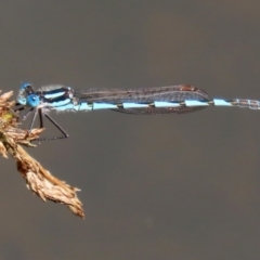 Austrolestes annulosus (Blue Ringtail) at Gordon, ACT - 17 Nov 2021 by RodDeb