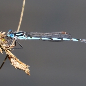 Austrolestes annulosus at Gordon, ACT - 17 Nov 2021